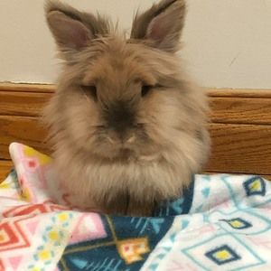 Meet your Posher, Marella